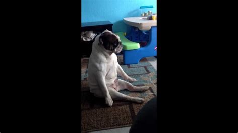 My Bulldog Dancing Youtube