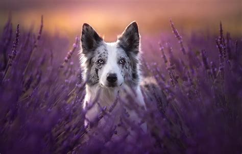 Wallpaper Look Face Dog Lavender The Border Collie Images For