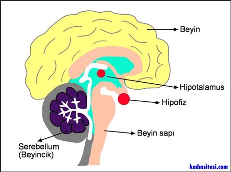 Hipofiz Bezi Tümörleri Nasıl Belirti Verir