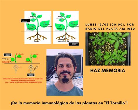 Tornillodearquimedes On Twitter El Sistema Inmune De Las Plantas