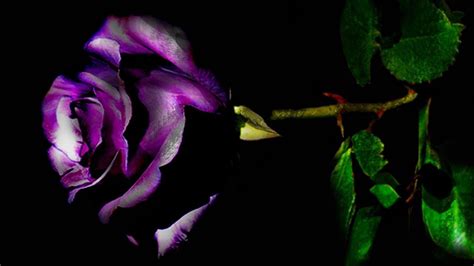 🔥 Download Purple Rose Photo Wallpaper High Definition Quality By