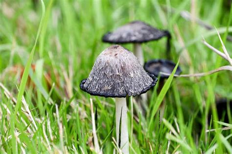 7 Common Mushrooms In Iowa Star Mushroom Farms