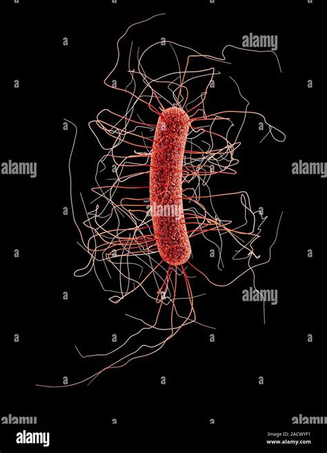 Clostridium Difficile Bacterium Illustration Based On Photomicrographic Data This Rod Shaped