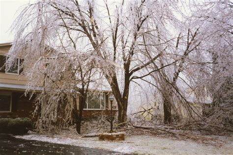 Tree Damage From 1991 Ice Storm Town Of Greece Historical Images