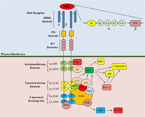 Structure Of Hgf Met And Molecular Signalling Components The Hgf