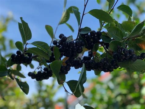 Aronia Apfel Gelee Miteigenenhaenden