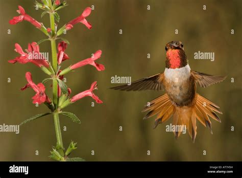 Rufous Hummingbird Male Selasphorus Rufus Feeding At Stachys Coccinea