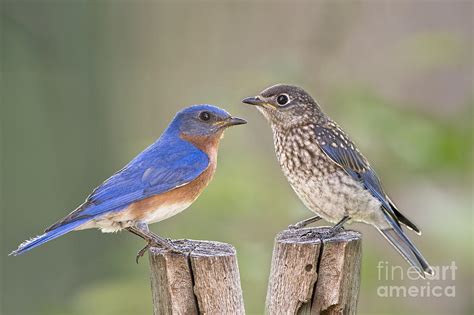 Eastern Bluebird Juvenile