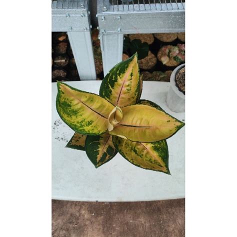 Jual Aglaonema Sultan Brunei Pancawati Shopee Indonesia