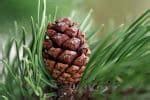 Pine Cone Symbolism and Meaning Uncovered: Ultimate Guide ...