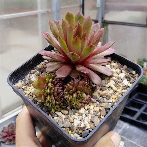 Sempervivum Bedivere Dw Uhlig Kakteen Ber Verschiedene Arten