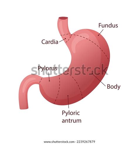 Human Stomach Anatomy Medical Educational Diagram Stock Vector (Royalty Free) 2239267879 ...