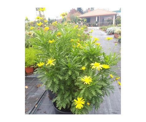 Euryops Margarita Amarilla