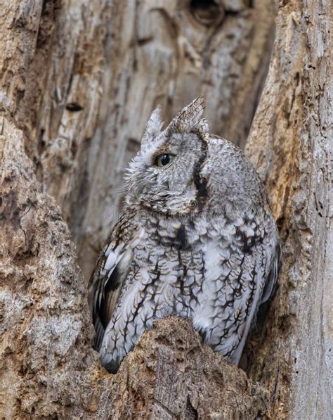 An Eastern Screech Owl With Eyes Open Hunts From His Nest In Tree In