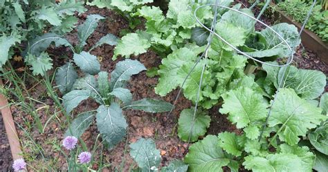 The Rusted Vegetable Garden