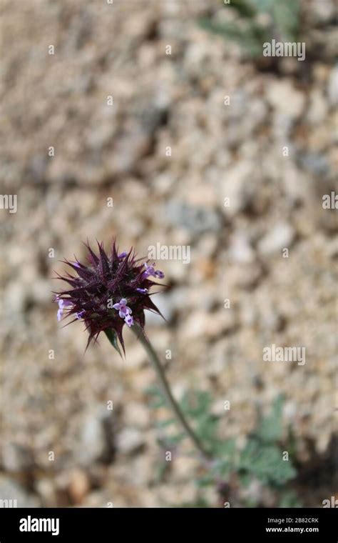 Desert Chia Salvia Columbariae A Small Native Spring Annual In Joshua