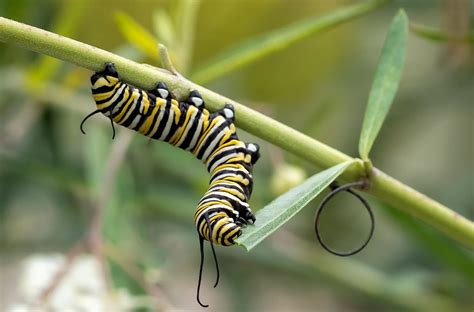 What Do Caterpillars Eat? Host Plants!