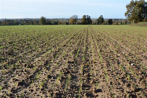 Des Semis Retard S Par Les Pluies Journal Paysan Breton