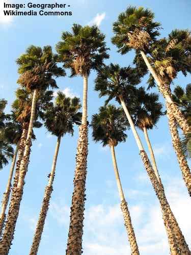 Types Of California Palm Trees With Identification Pictures Names