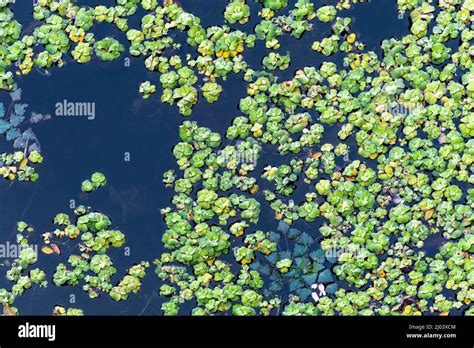 Green Water Lettuce Pistia Stratiotes Vivarium Terrarium Aquarium