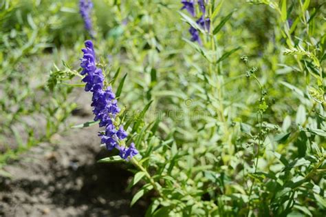 baikal skullcap scutellaria baicalensis stock photo image  purple