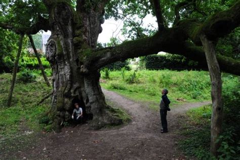 Macbeth Marches on Birnam Wood! The Birnam Oak Tree