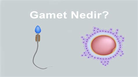 Gamet Nedir Reme S Recindeki Nemli Bir Rol Oynayan H Creler