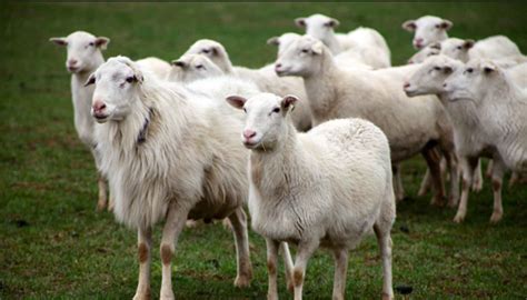 Hampshire Sheep Breed – Everything You Need to Know