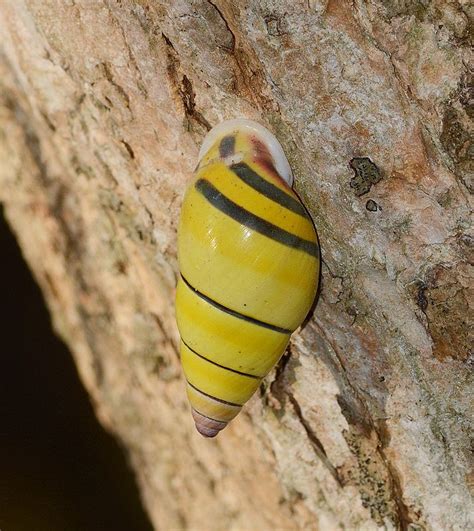 17 Best images about Snail Shell on Pinterest | Trees, Sea shells and Oahu