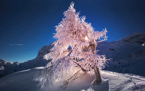 Tree Snow Winter HD wallpaper | nature and landscape | Wallpaper Better