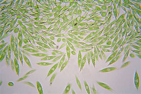 Euglena | Definition, Diagram, Movement, Classification, & Facts | Britannica