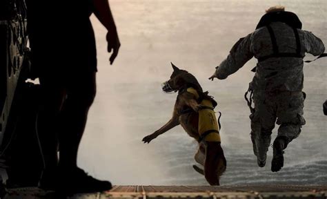 Military Dog Names: 600+ Name Ideas For Tough Canines!