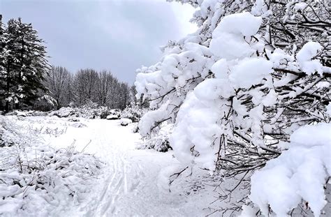 Garden Talk: Effects of heavy snow and fluctuating temps - WPR