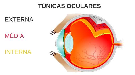 Aula 01 Anatomia ocular Túnicas oculares YouTube