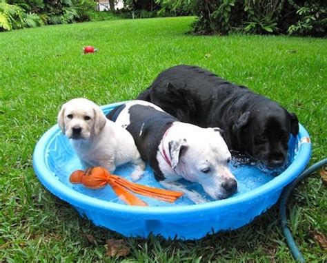 10 Ways To Keep Your Dogs Cool And Protect Them From The Heat This Summer