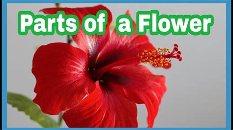 Parts Of A Flower With Practical Example And Diagram Youtube