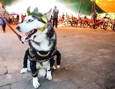 Quieres adoptar un lomito o michi Visita la Feria de Adopción en