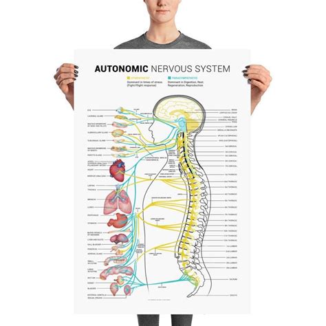 Autonomic Nervous System Chart Poster A Visual Reference Of Charts