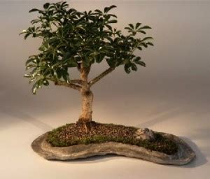 Explore The Beauty Of Bonsai Trees At Amazing Bonsai Trees Blog Bonsai