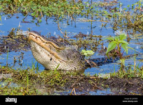 Alligator At Circle B Bar Reserve In Polk County In Lakeland Florida