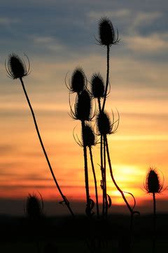 Distel Imagens Procure 18 368 fotos vetores e vídeos Adobe Stock