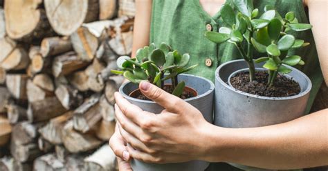 Protéger les plantes du froid conseils et astuces toile hivernage