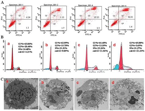 Jolkinolide B Induces Apoptosis In Mcf 7 Cells Through Inhibition Of