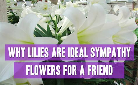 Why Lilies Are Ideal Sympathy Flowers For A Friend Essex Florist