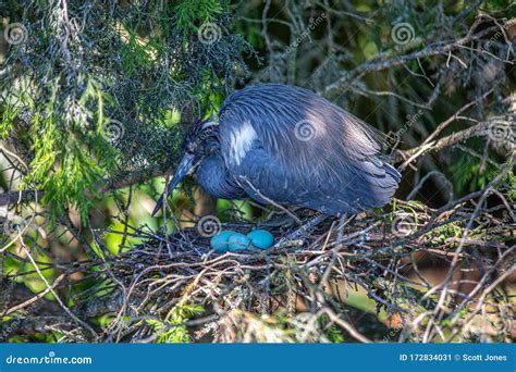 Little Blue Heron At The Nest Stock Image Image Of Caerulea Three