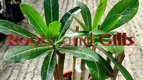 How To Grow Adenium From Cuttings Update Youtube