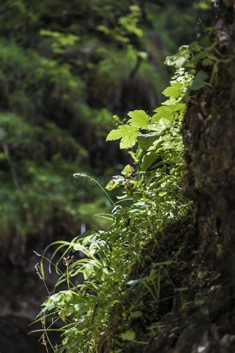 Hojas Del Verde Que Crecen En Una Grieta De La Roca Imagen De Archivo