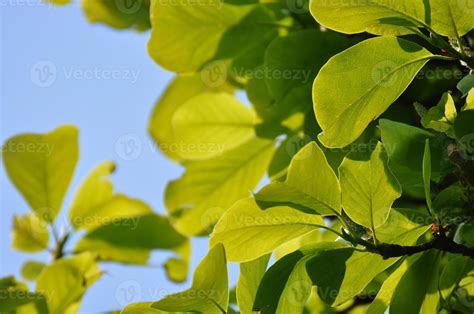 broadleaf tree 776634 Stock Photo at Vecteezy