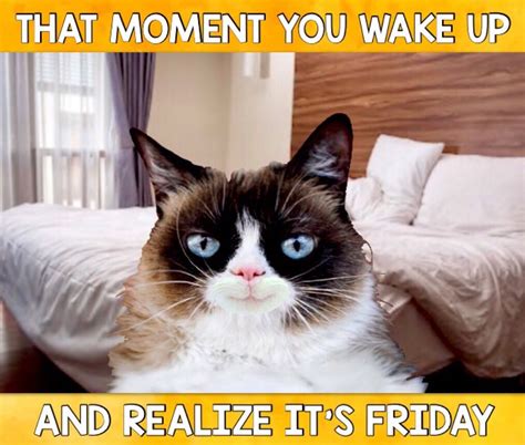 Grumpy Cat Friday Meme - Quotes Viral