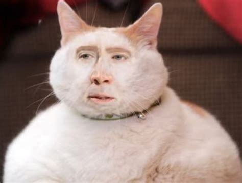 The Best of Face Swap | Cats, Funny jump, Nicolas cage